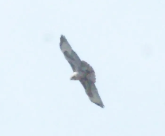 Gespotte Blauwe kiekendief