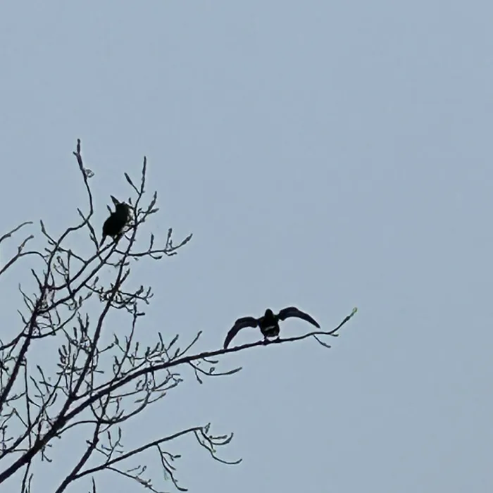 Spotted Great Cormorant