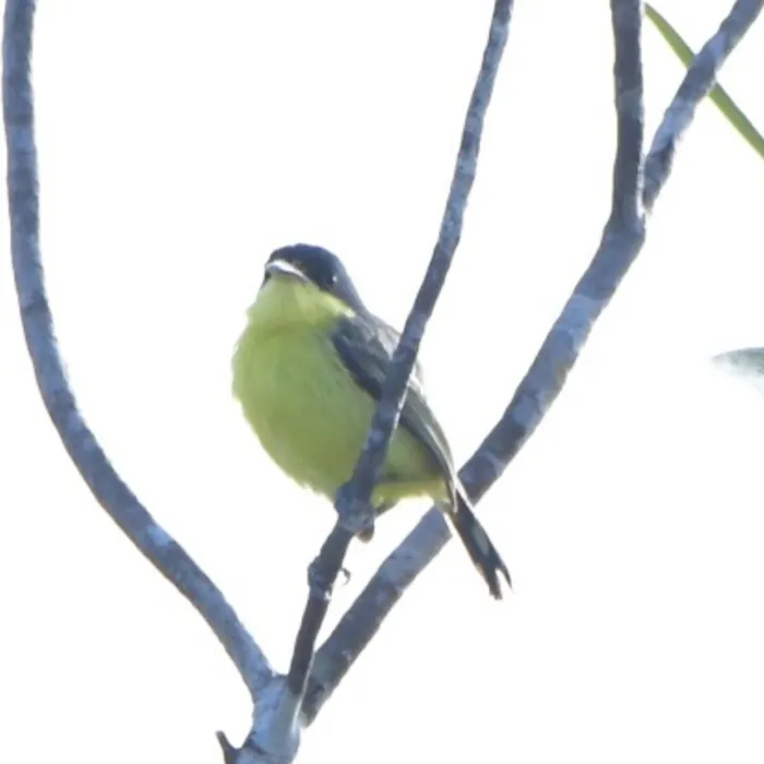 Spotted Common Tody-Flycatcher