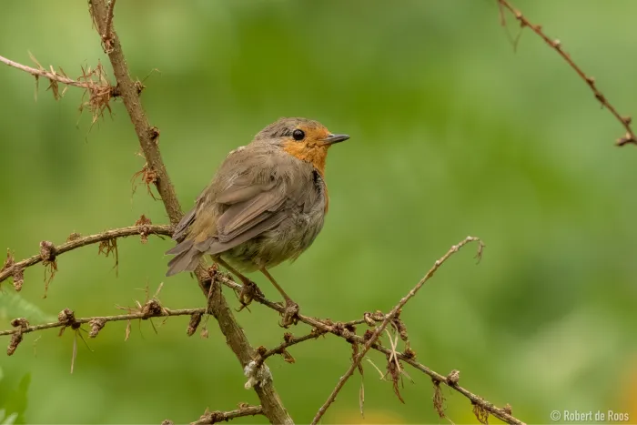Spotted European Robin