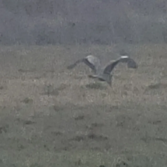Spotted White Stork