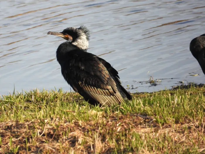 Gespotte Aalscholver