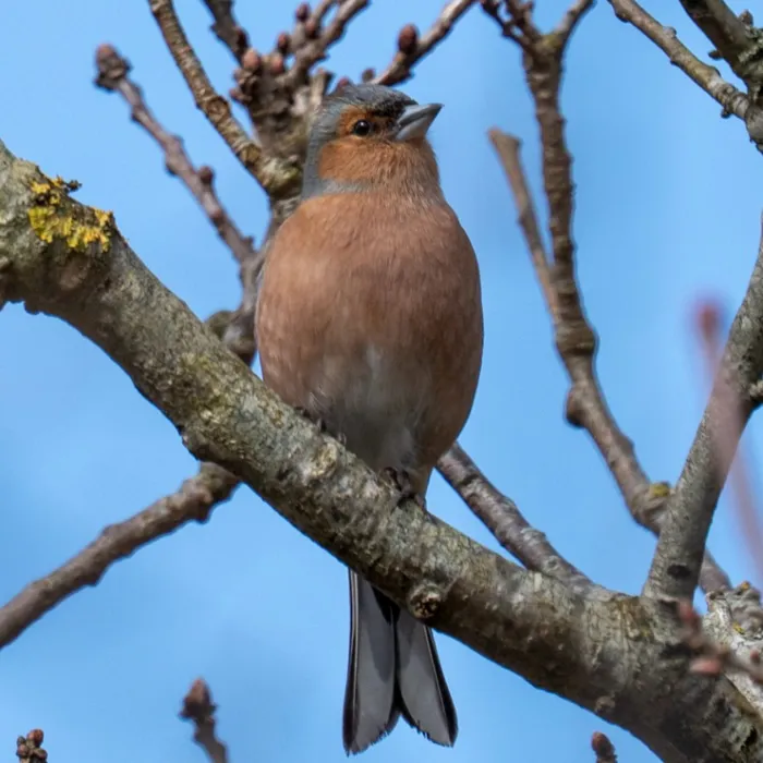 Spotted Common Chaffinch