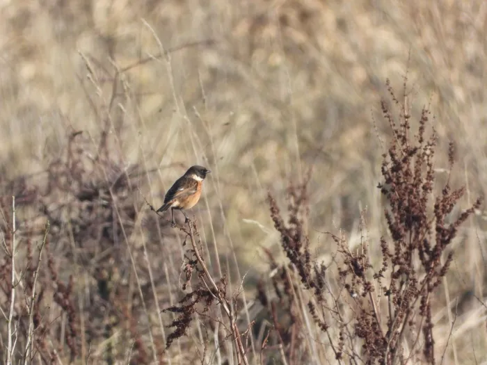 Gespotte Roodborsttapuit