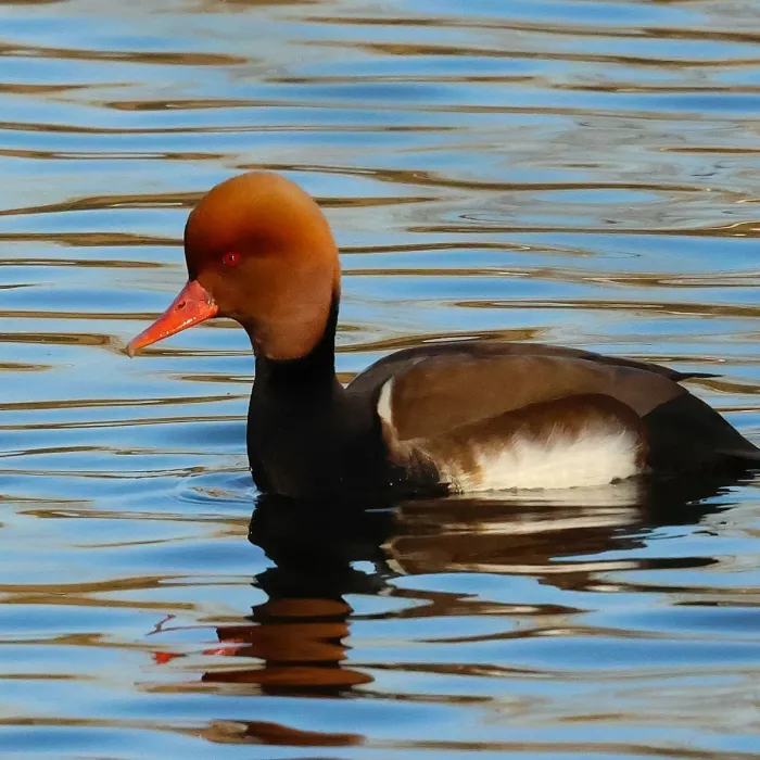 Spotted Red-crested Pochard