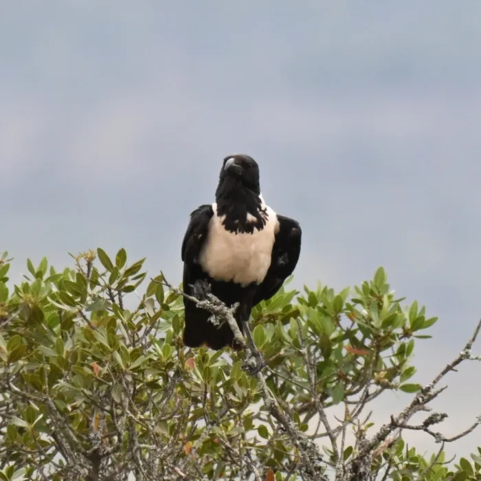 Spotted Pied Crow