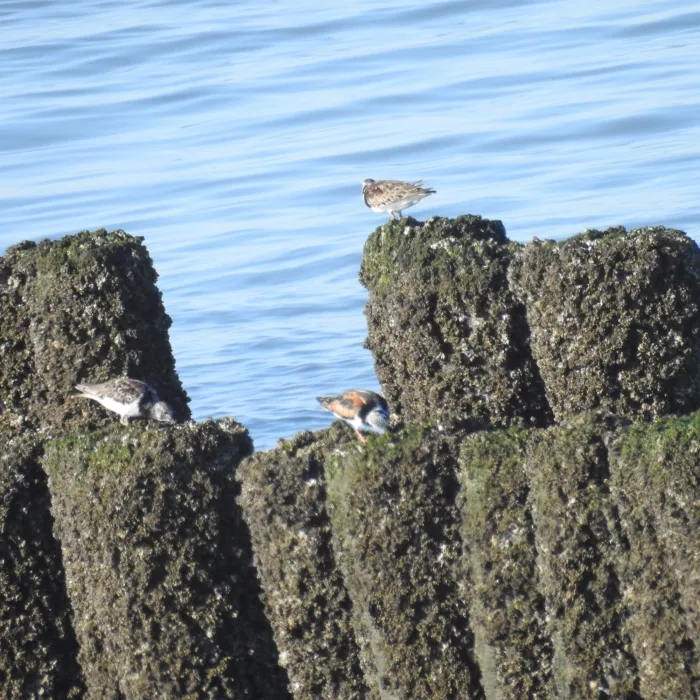Spotted Ruddy Turnstone