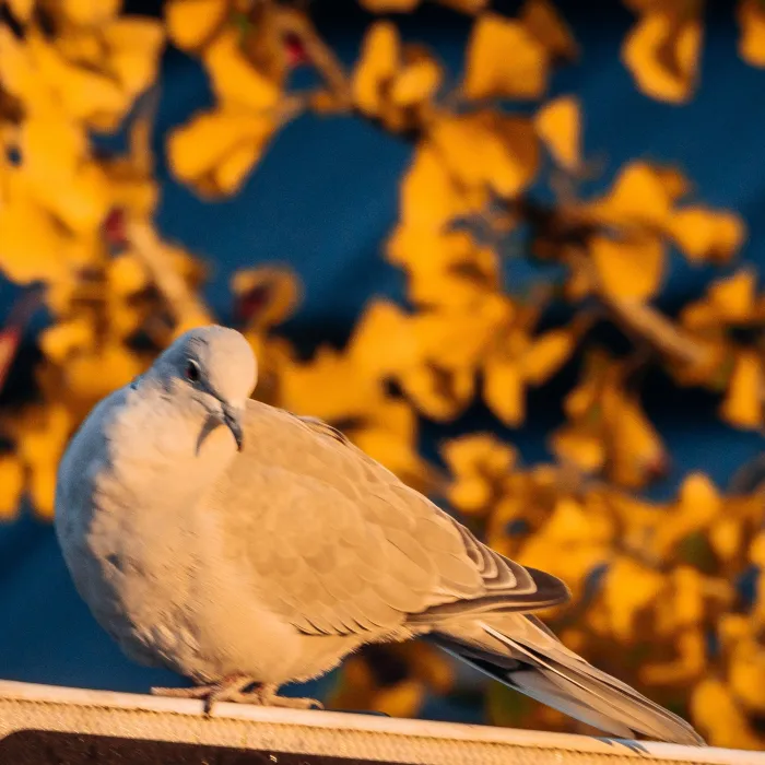 Spotted Eurasian Collared-Dove