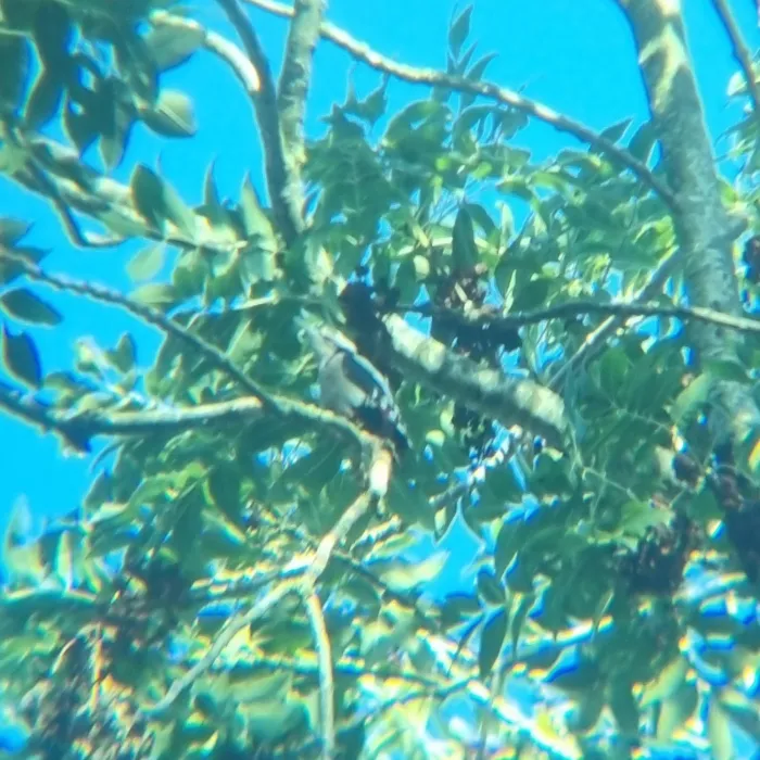 Great Spotted Woodpecker