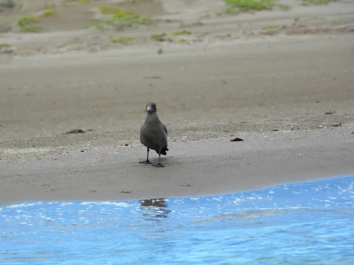 Spotted Heermann's Gull