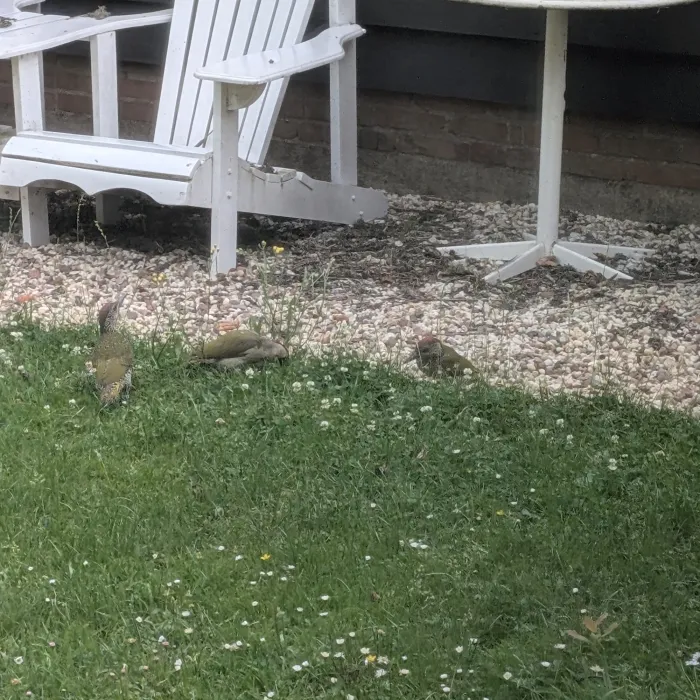 Spotted Eurasian Green Woodpecker