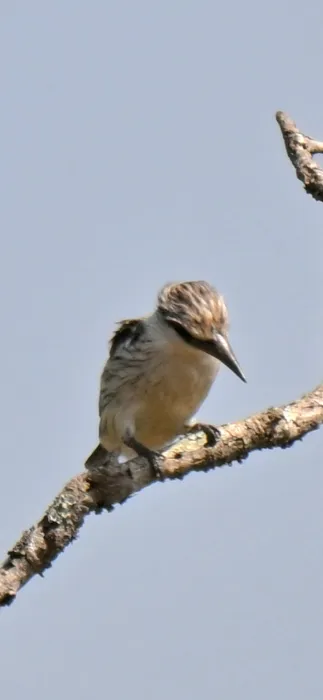 Waargenomen Gestreepte ijsvogel