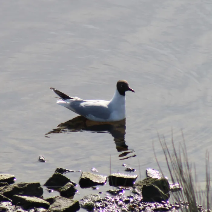 Spotted Black-headed Gull