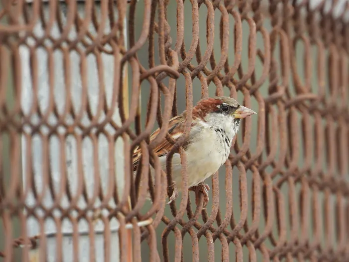 Spotted House Sparrow