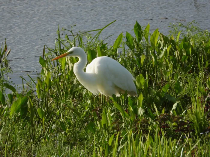 Waargenomen Grote zilverreiger