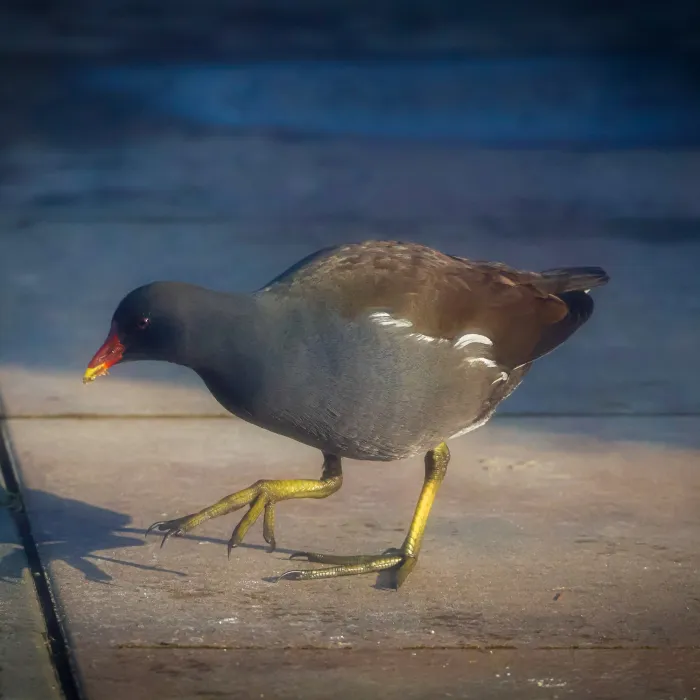 Spotted Eurasian Moorhen