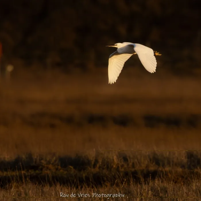 Gespotte Kleine zwaan
