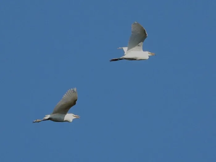 Waargenomen Westelijke koereiger