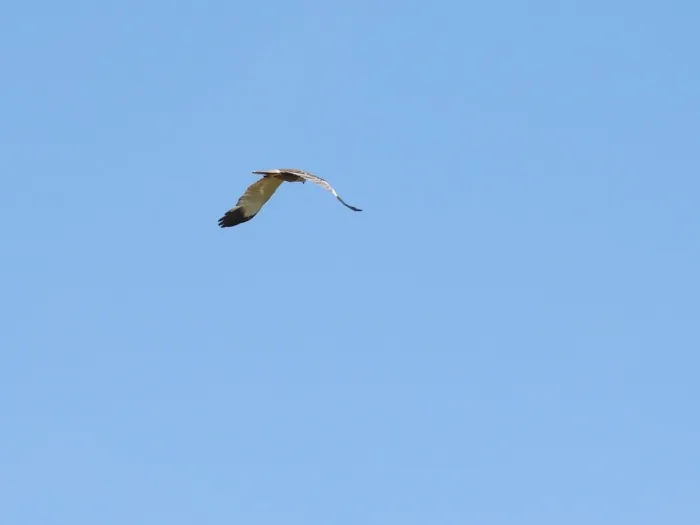 Spotted Western Marsh Harrier