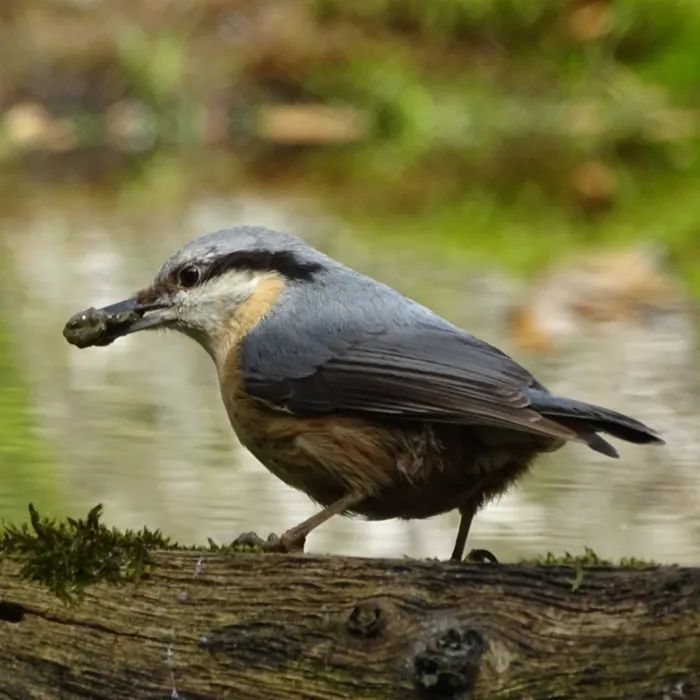 Spotted Eurasian Nuthatch