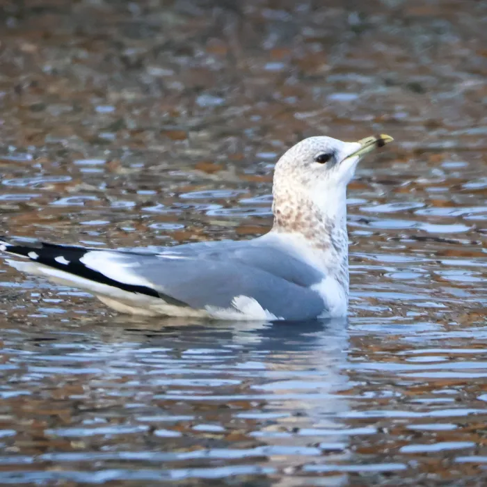 Spotted Common Gull