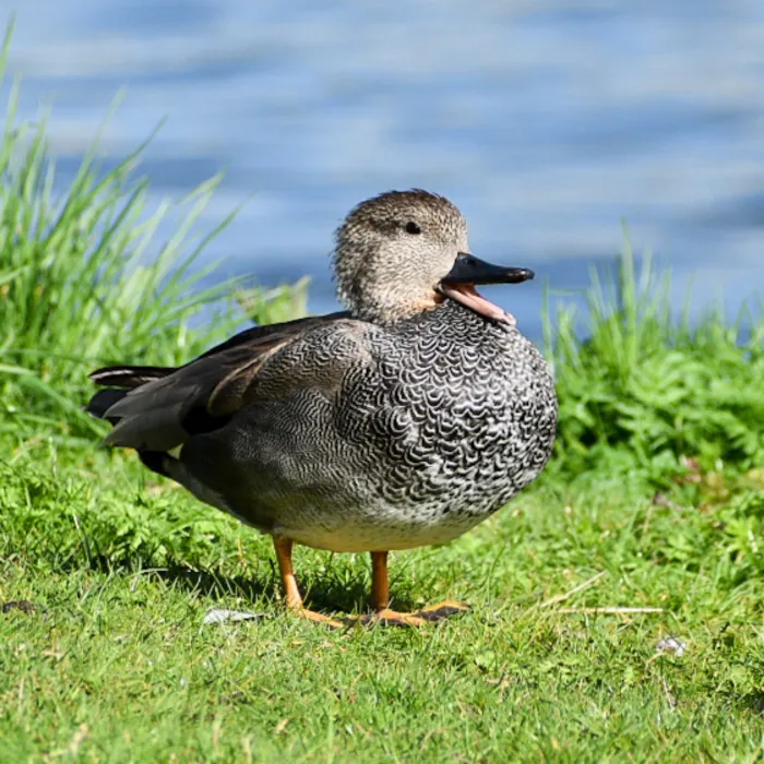 Gadwall