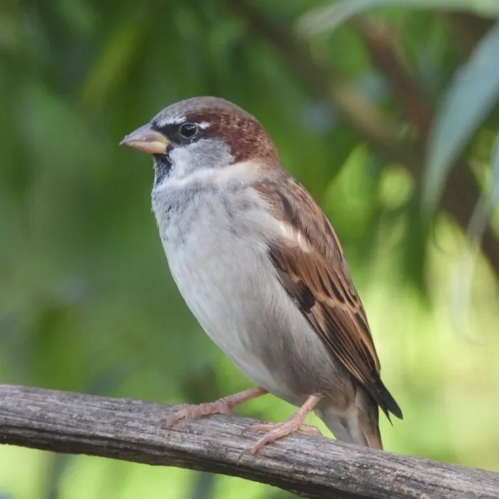 Spotted House Sparrow
