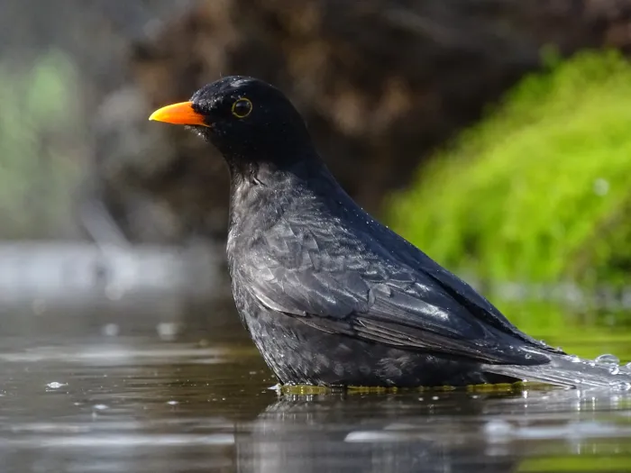 Spotted Eurasian Blackbird