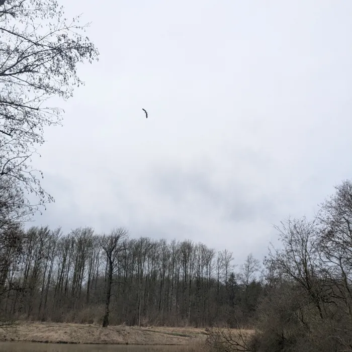 Gespotte Blauwe reiger