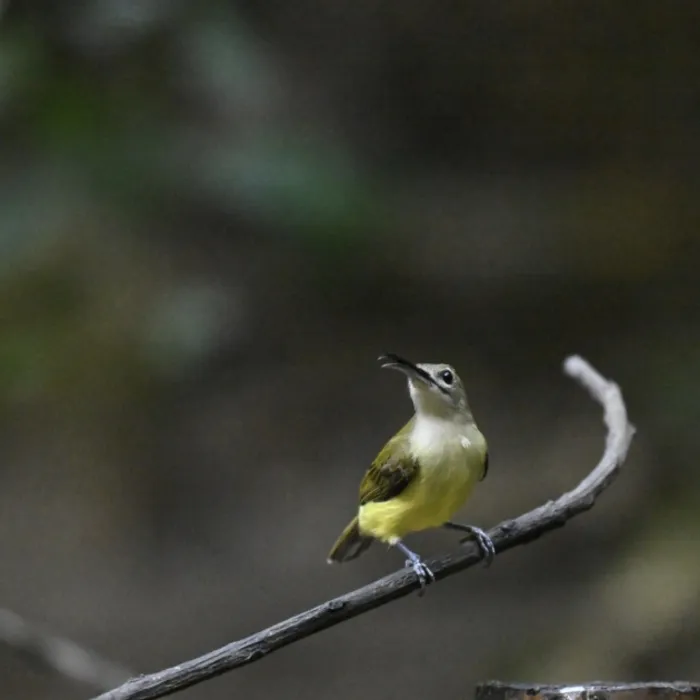 Gespotte Kleine spinnenjager