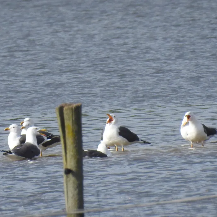 Gespotte Kleine mantelmeeuw