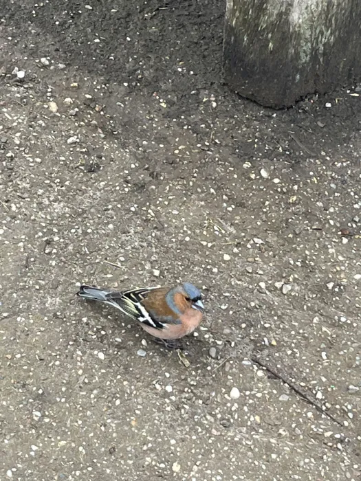 Spotted Common Chaffinch