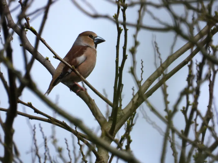 Gespotte Appelvink