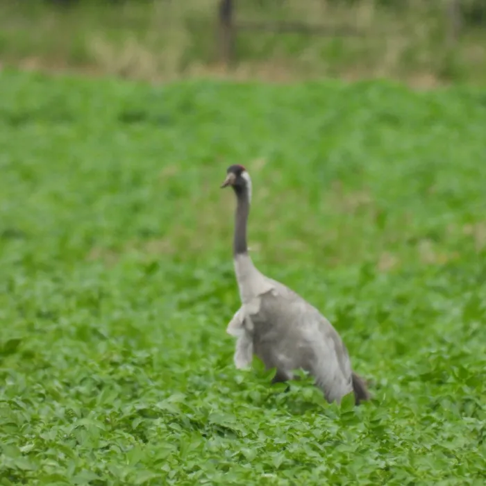 Waargenomen Kraanvogel