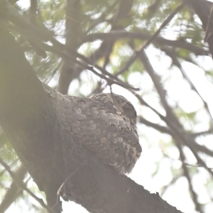 Spotted Indian Nightjar