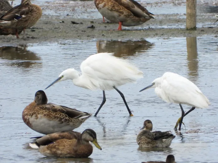 Waargenomen Kleine zilverreiger