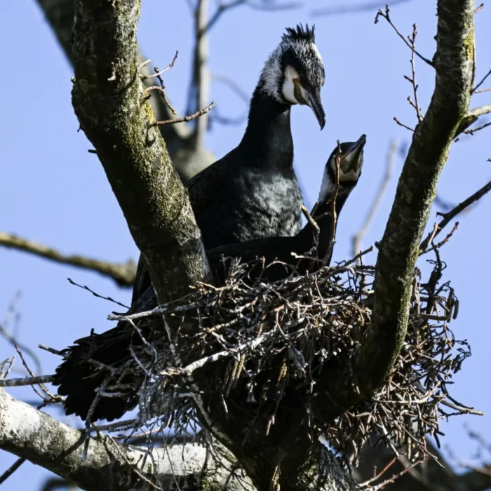 Gespotte Aalscholver
