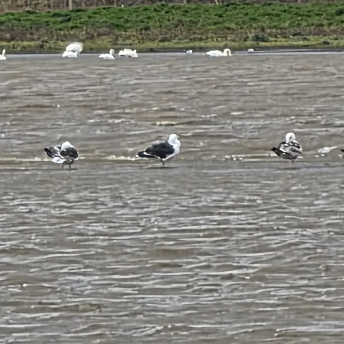 Gespotte Grote mantelmeeuw