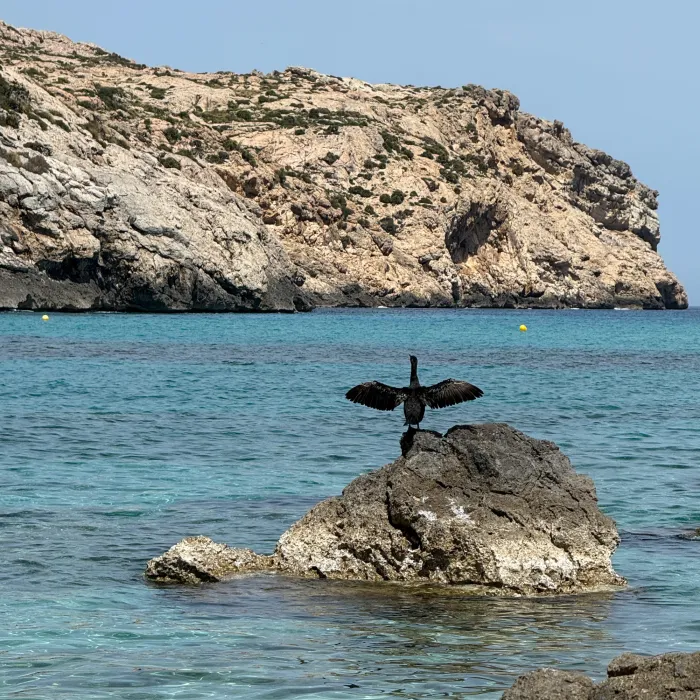 Spotted European Shag