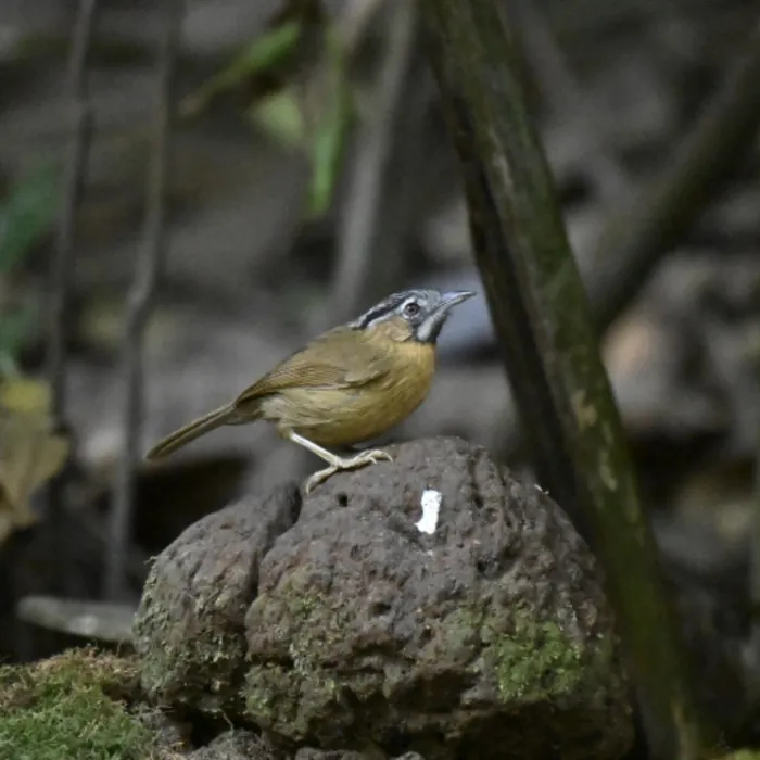 Gespotte Grijskeelboomtimalia