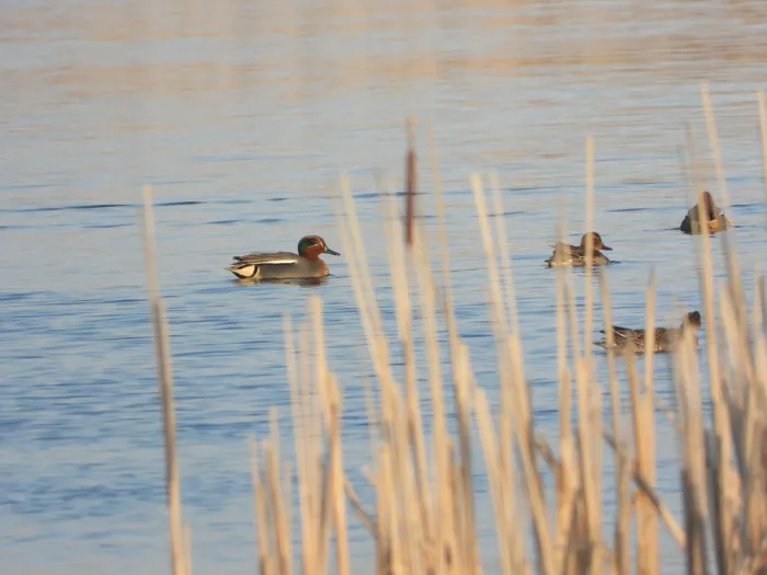Spotted Green-winged Teal