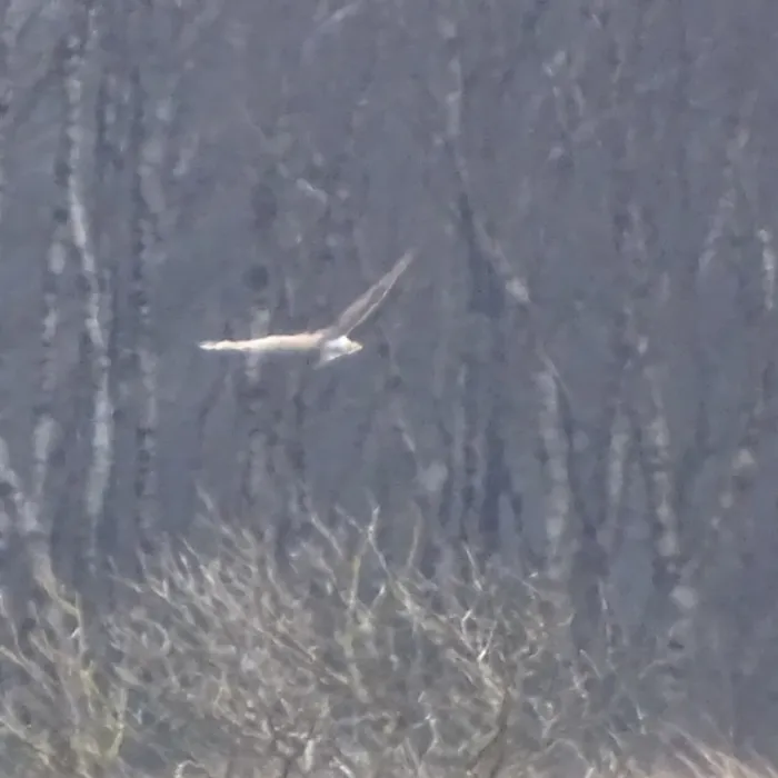 Gespotte Blauwe kiekendief