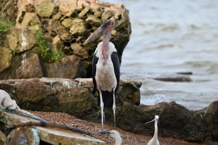 Spotted Marabou Stork