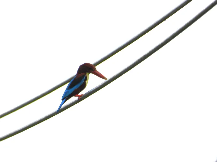 Gespotte Smyrnaijsvogel