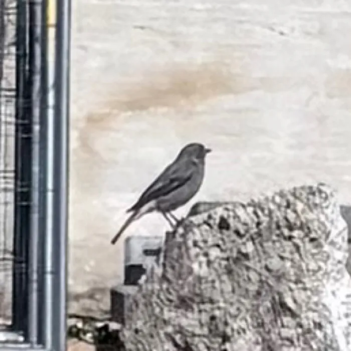 Black Redstart
