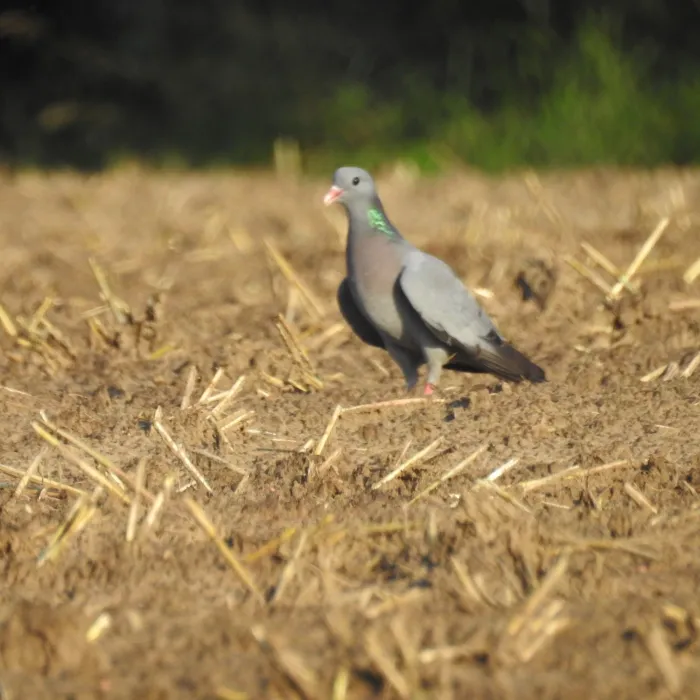 Spotted Stock Dove