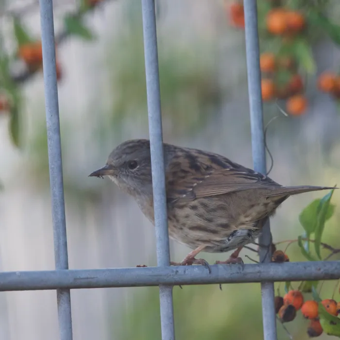 Spotted House Sparrow