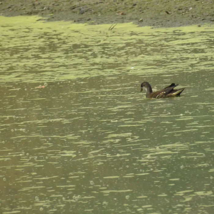 Spotted Eurasian Moorhen