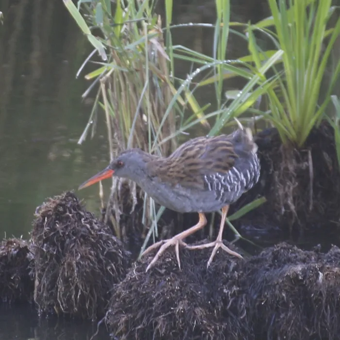 Spotted Water Rail
