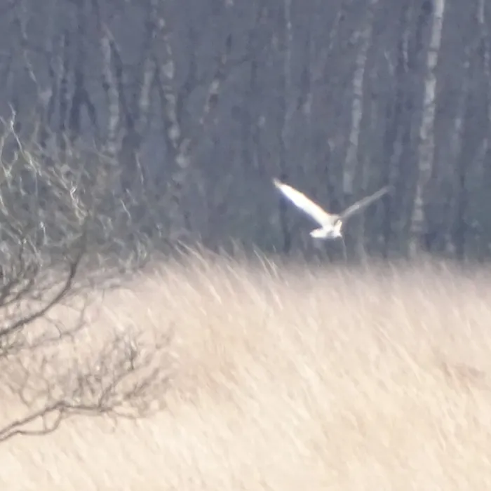 Gespotte Blauwe kiekendief